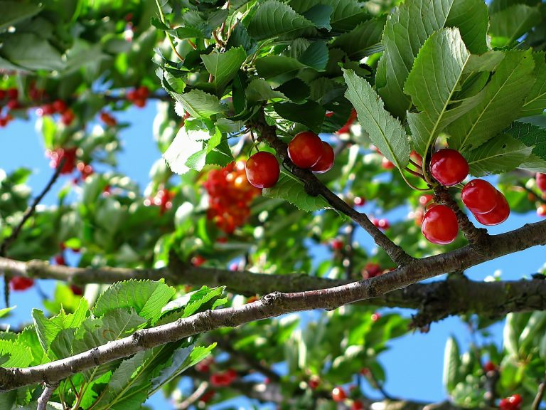 tree bearing fruit